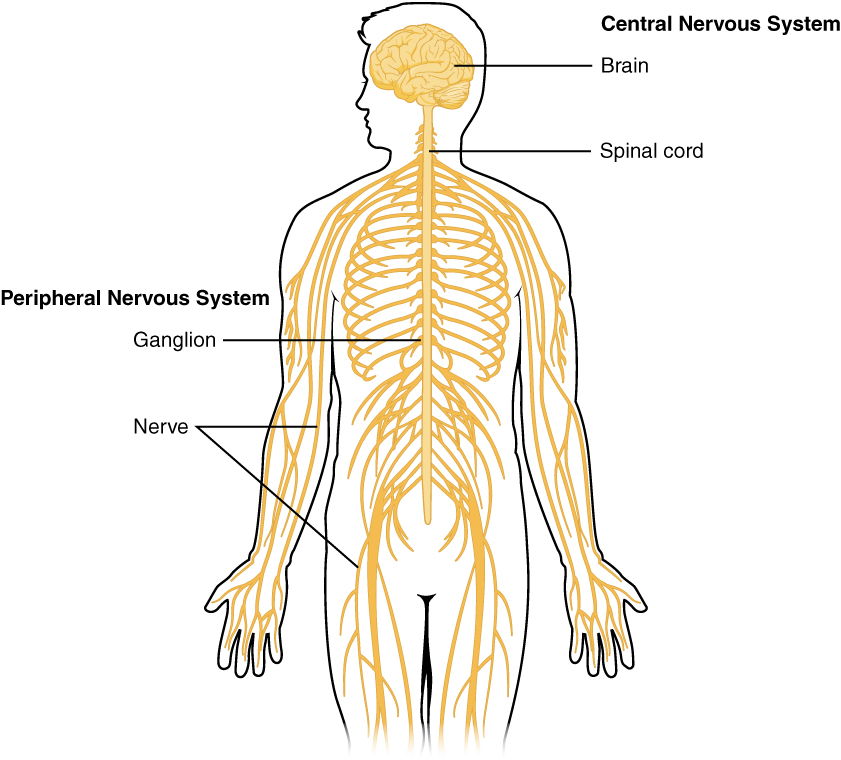 https://upload.wikimedia.org/wikipedia/commons/d/d3/1201_Overview_of_Nervous_System.jpg