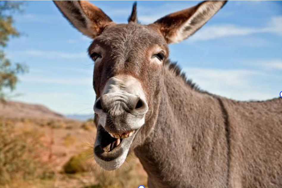 🪅Some People are Like Donkeys – Conversations