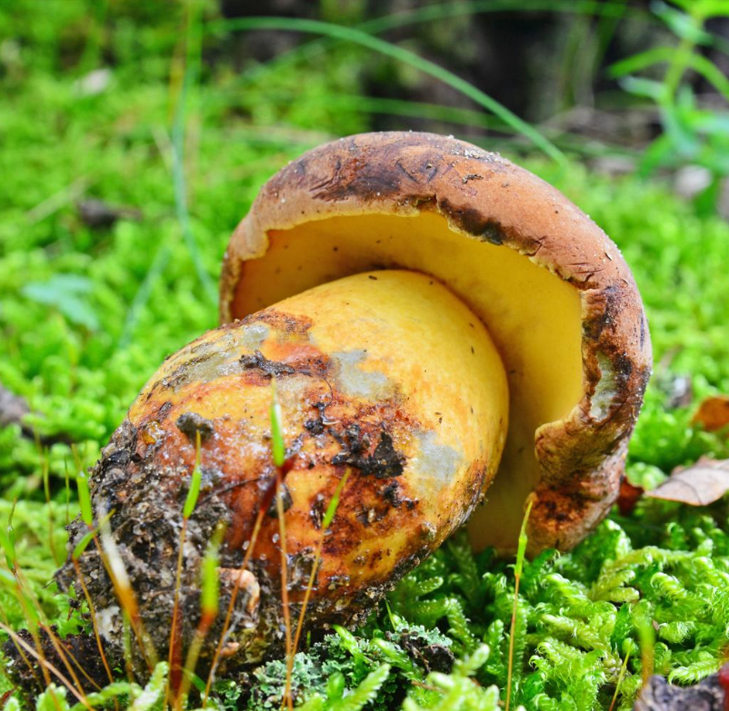 Little People Mushroom